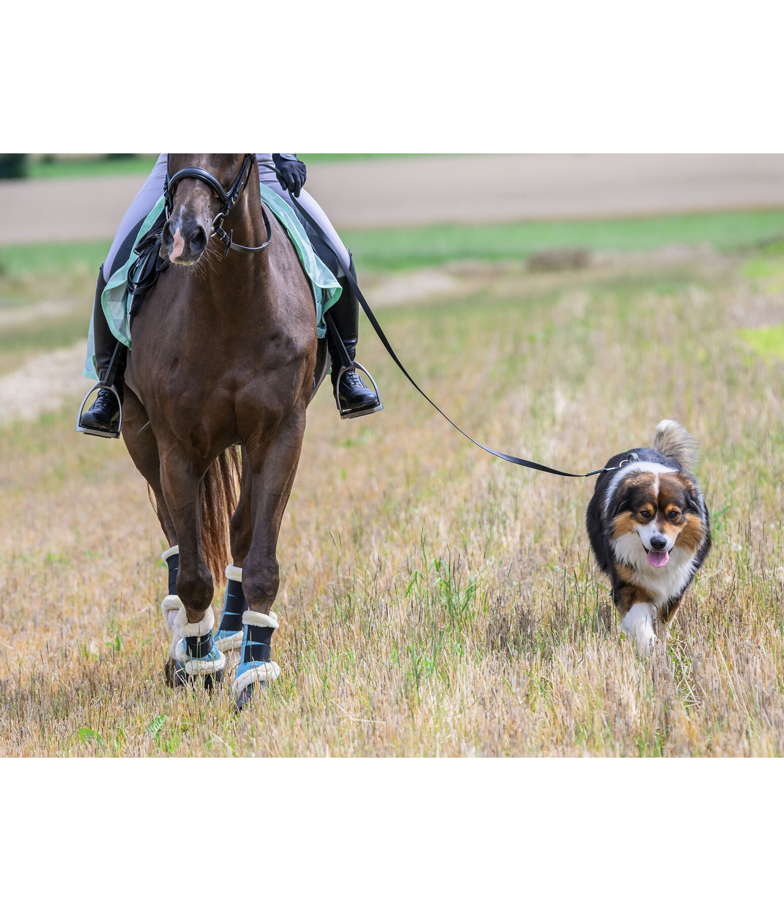 Longe Waterproof pour chien  Ginny